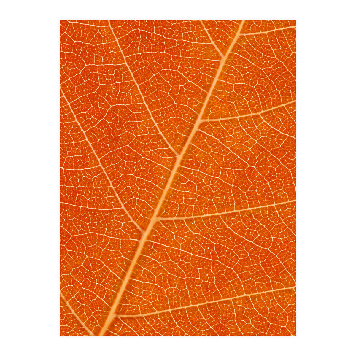 Autumn Leaf (Print Only)