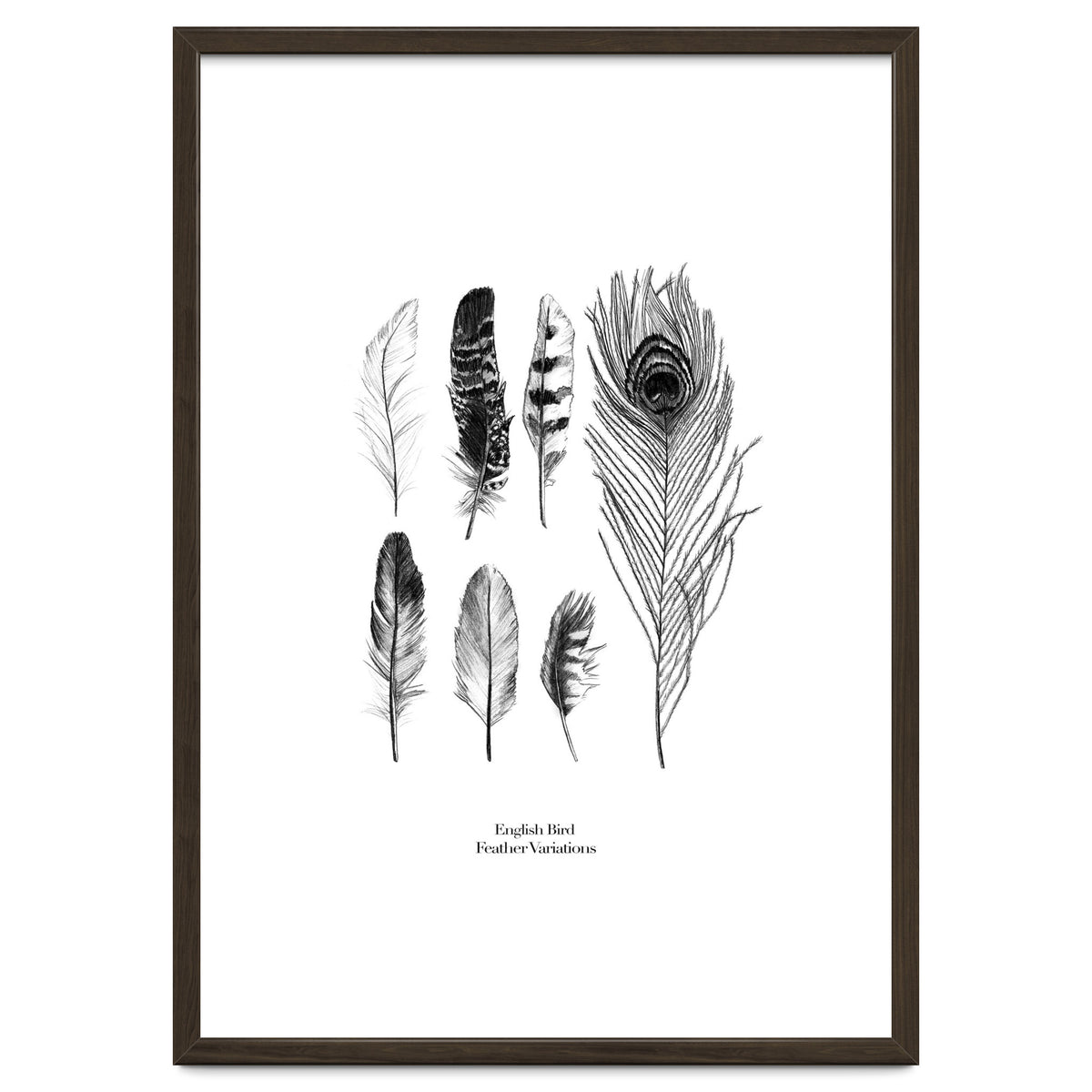 English Feather Variations