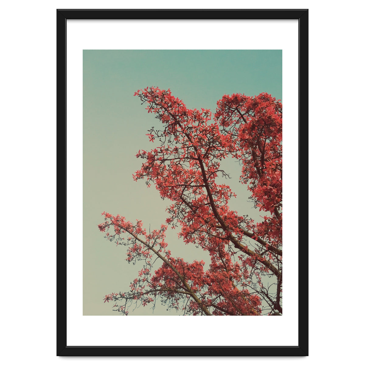Red blossoms