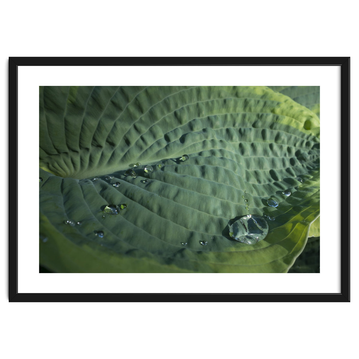 Hosta With Raindrops
