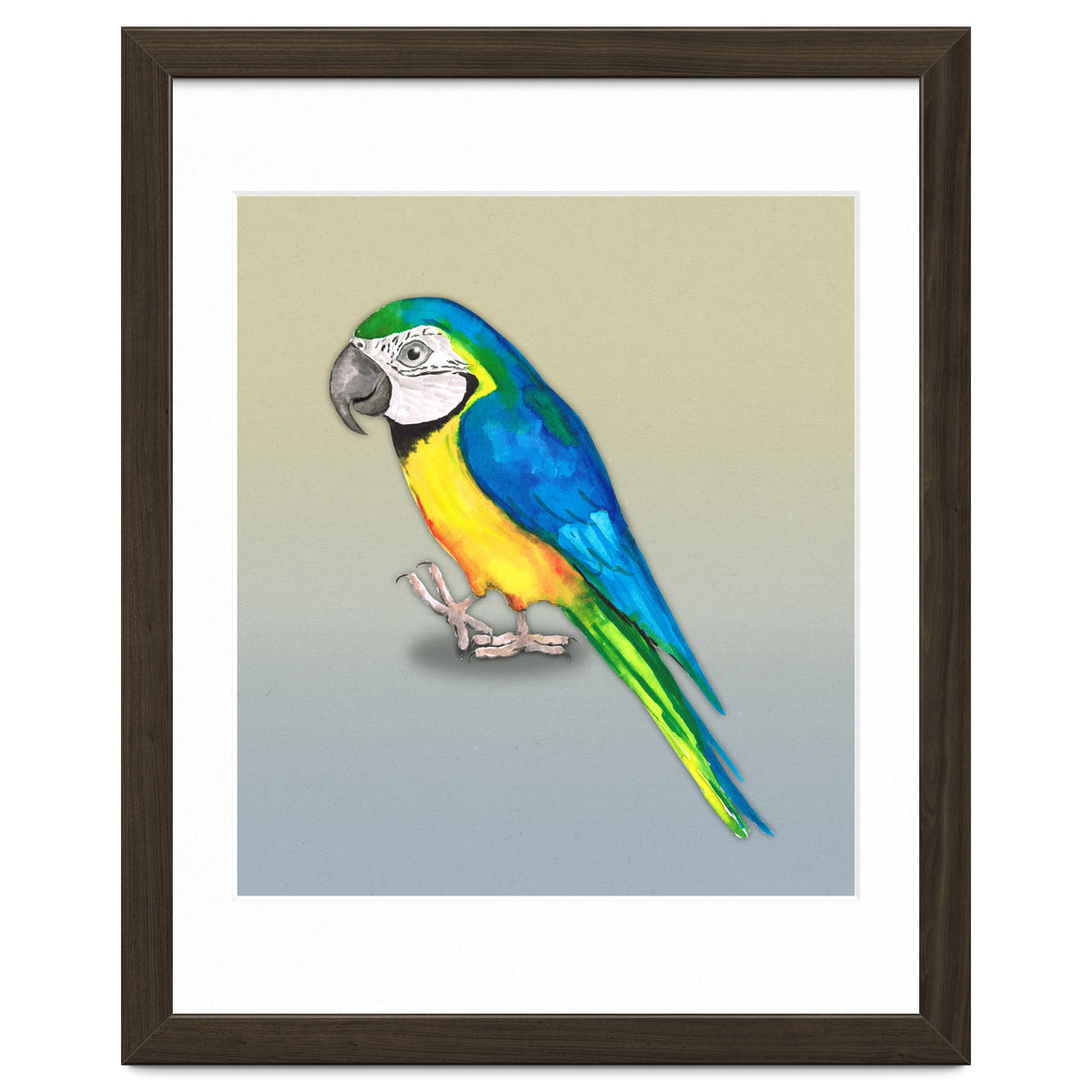 Blue and yellow macaw