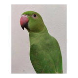 Cute Indian Parakeet (Print Only) thumbnail