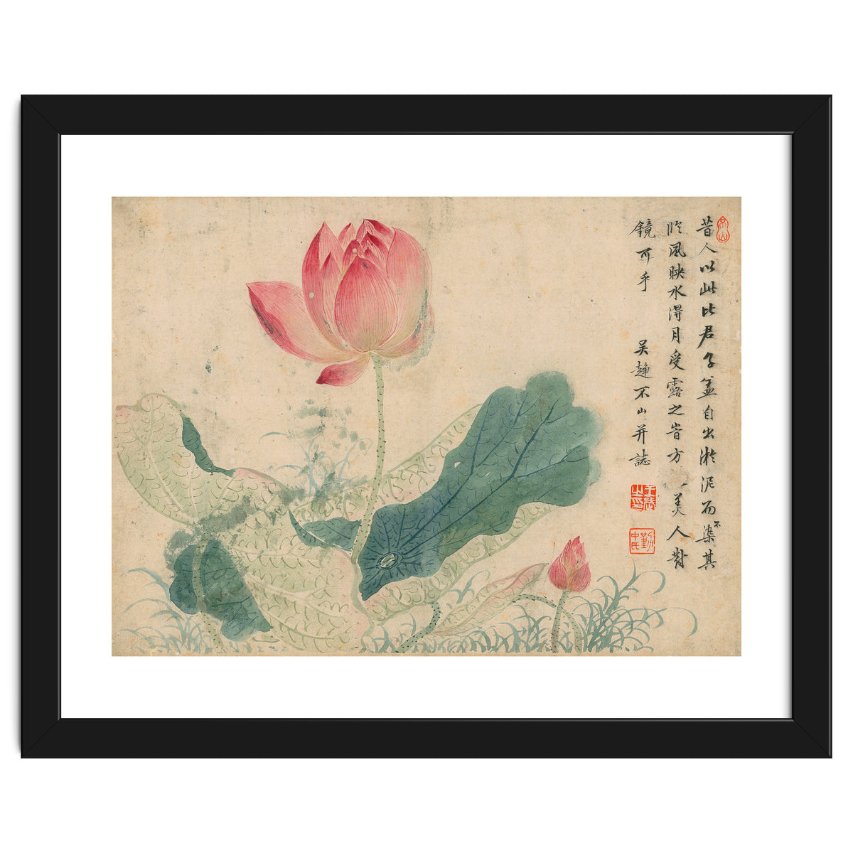 Qing Wangwu Flower album, lotus, lotus leaf, pond, copy of water grass