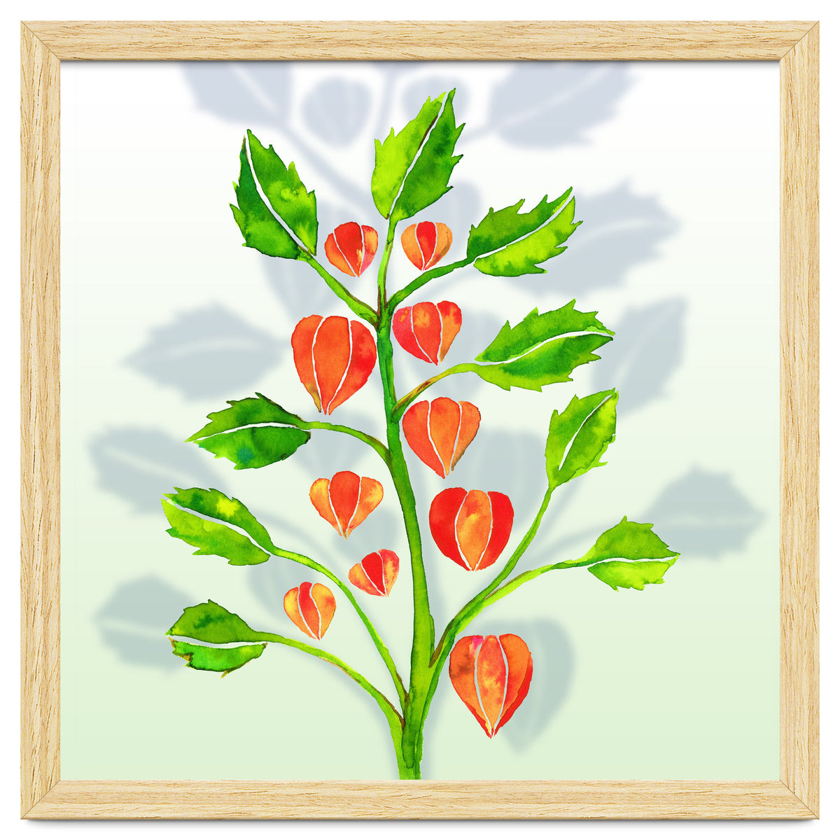 Physalis