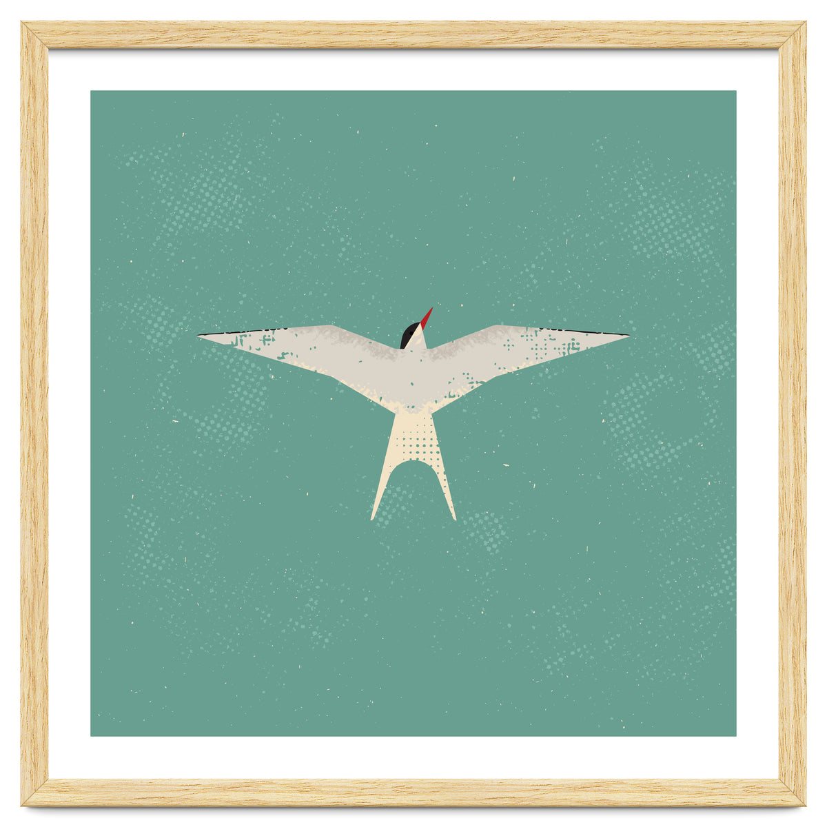 Arctic Tern