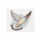 Flying Kestrel (Print Only) thumbnail