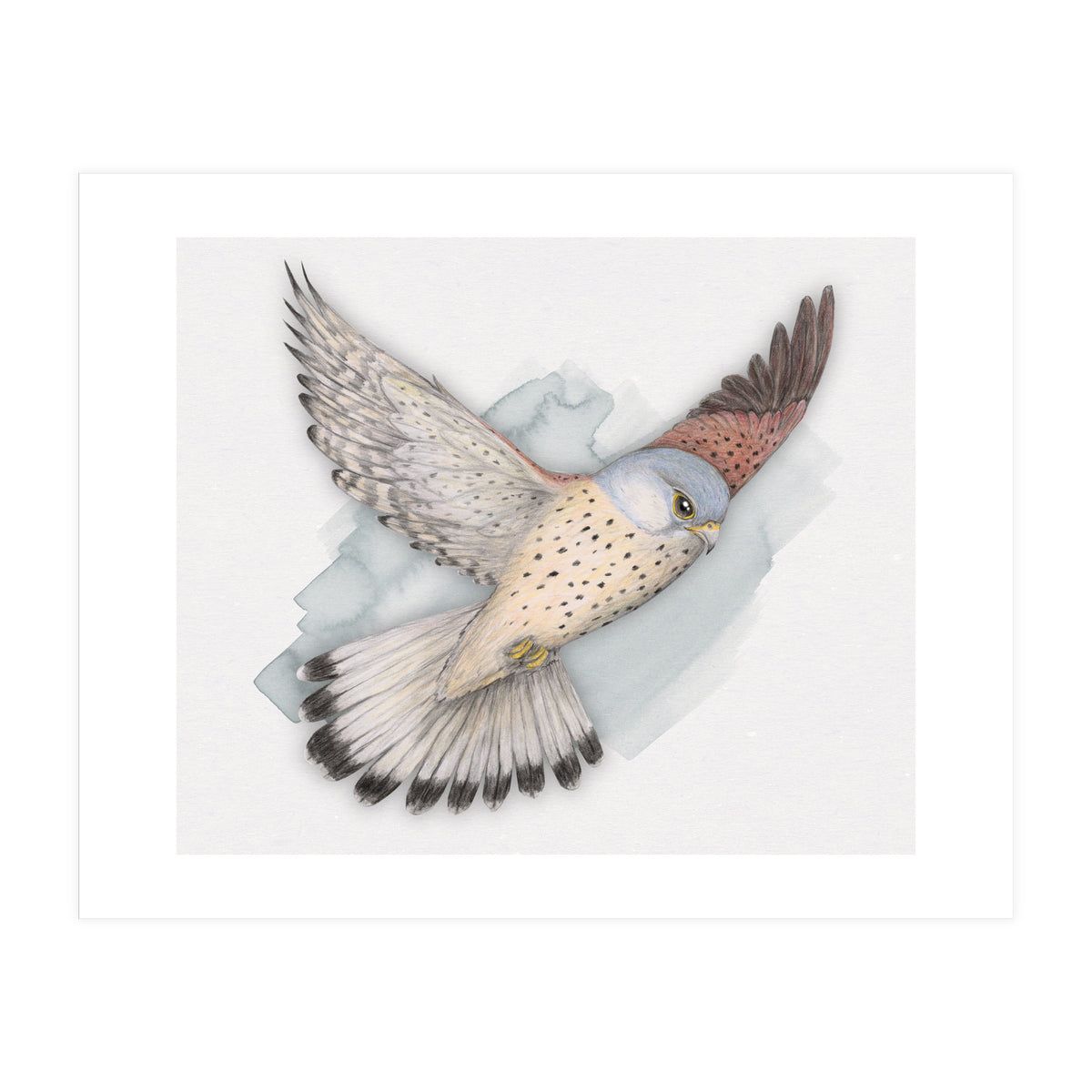 Flying Kestrel (Print Only)