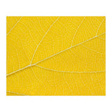 Autumn Leaf (Print Only) thumbnail