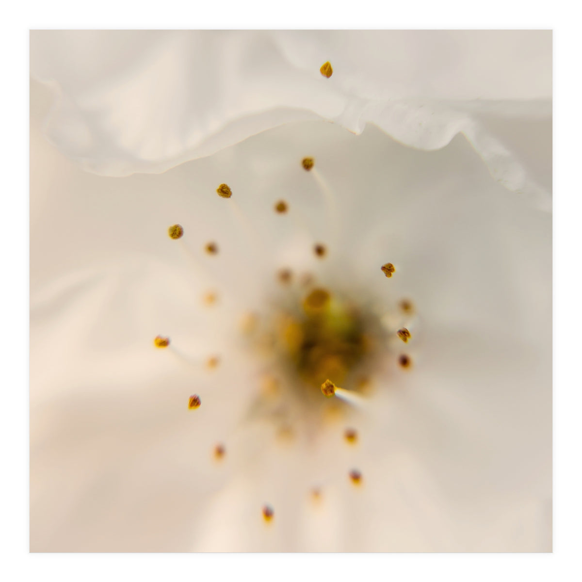 Milk Blossom (Print Only)