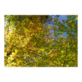 Colors Of Fall (Print Only) thumbnail