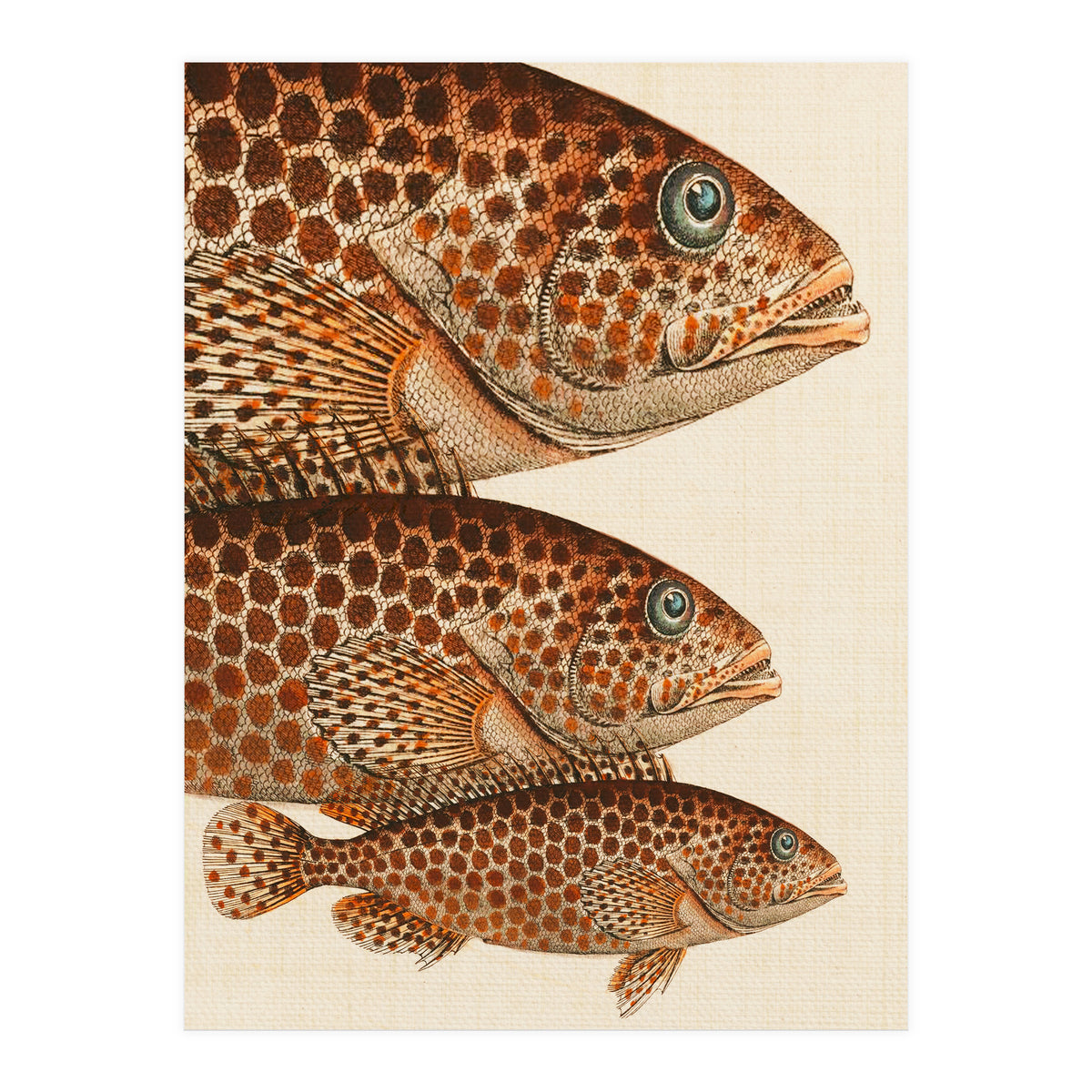 Fish Classic Designs 6 (Print Only)