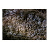 Burlwood pattern in tree  (Print Only) thumbnail