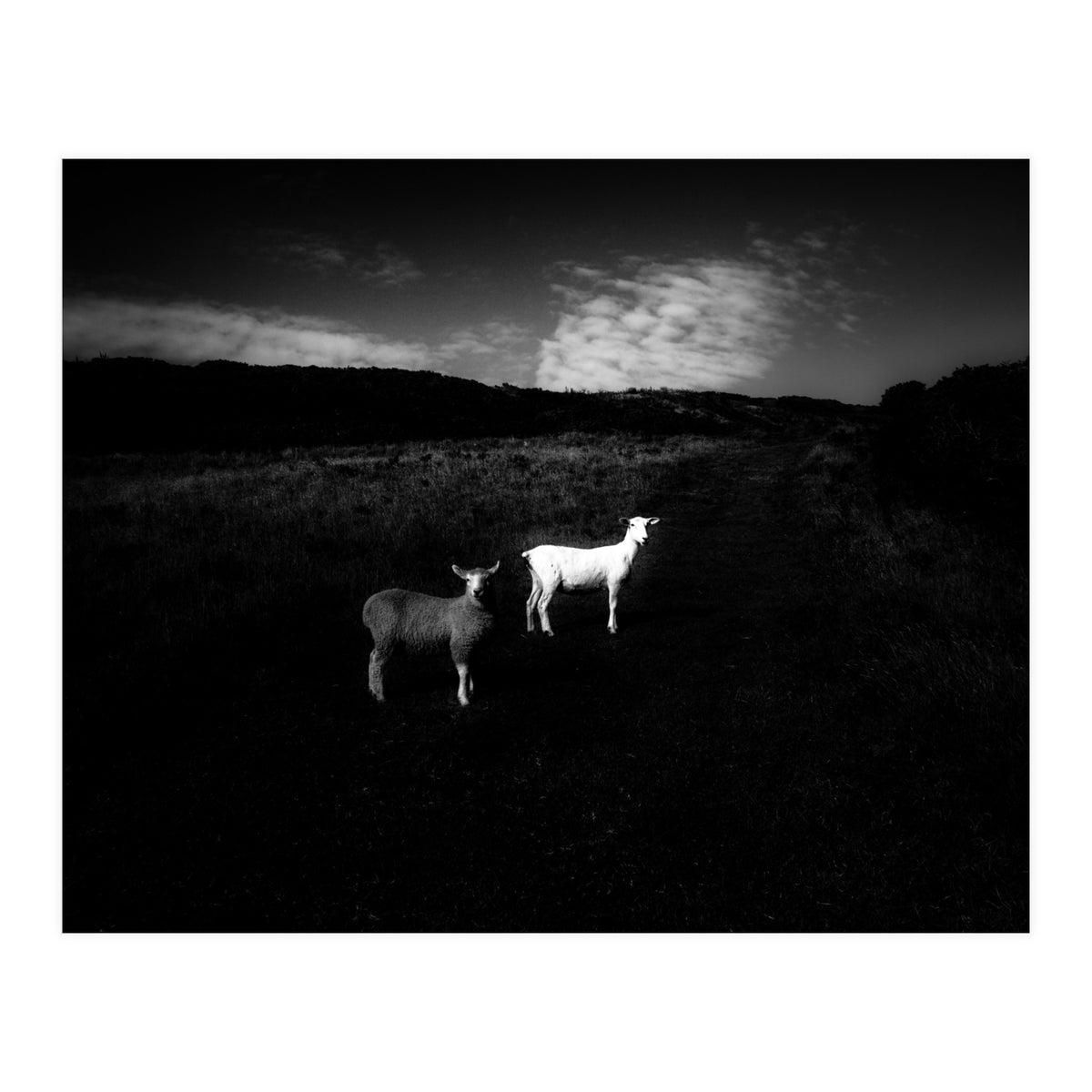 black and white (Print Only)