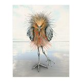 Reddish Egret (Print Only) thumbnail