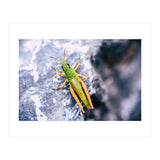 Acid Green (Print Only) thumbnail