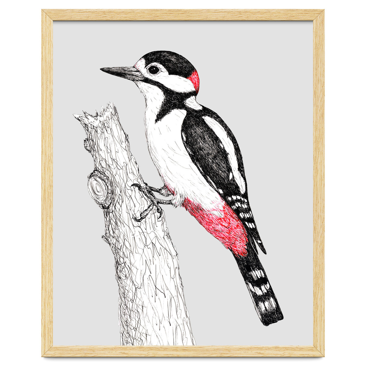 Great spotted woodpecker