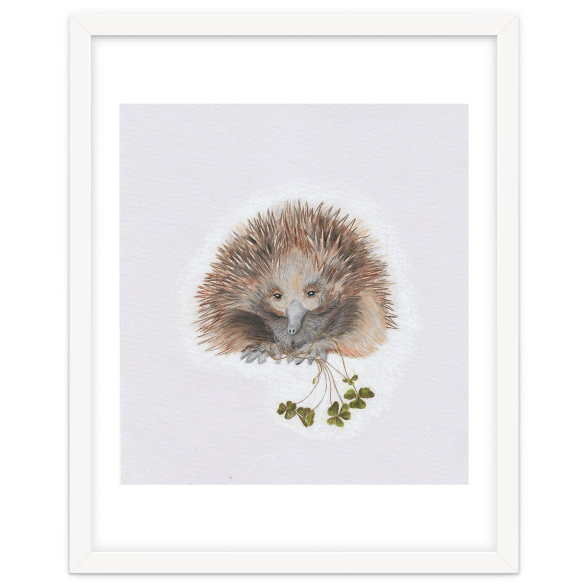 Echidna - Australian Animal Series