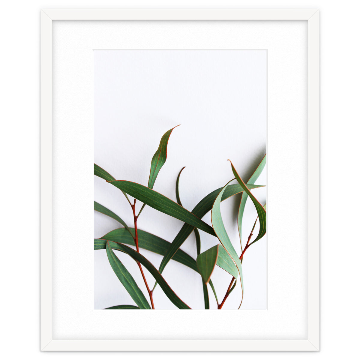 Green Eucalyptus leaves