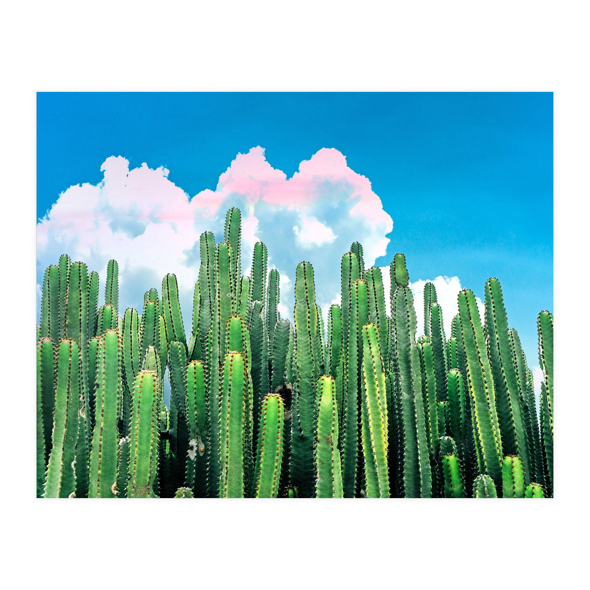 Cactus Summer (Print Only)