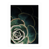 Darkside Of Succulents 4-C (Print Only) thumbnail