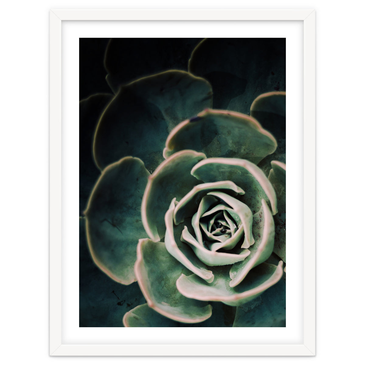 Darkside Of Succulents 4-D