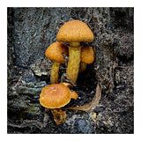 Tree Fungi  (Print Only) thumbnail