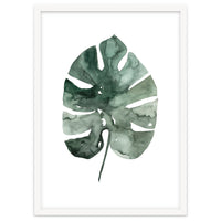 Botanical Illustration Monstera Leaf