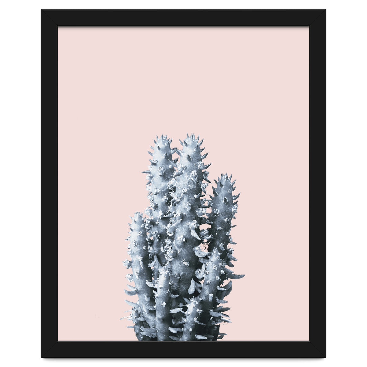 Cactus collection BL-III