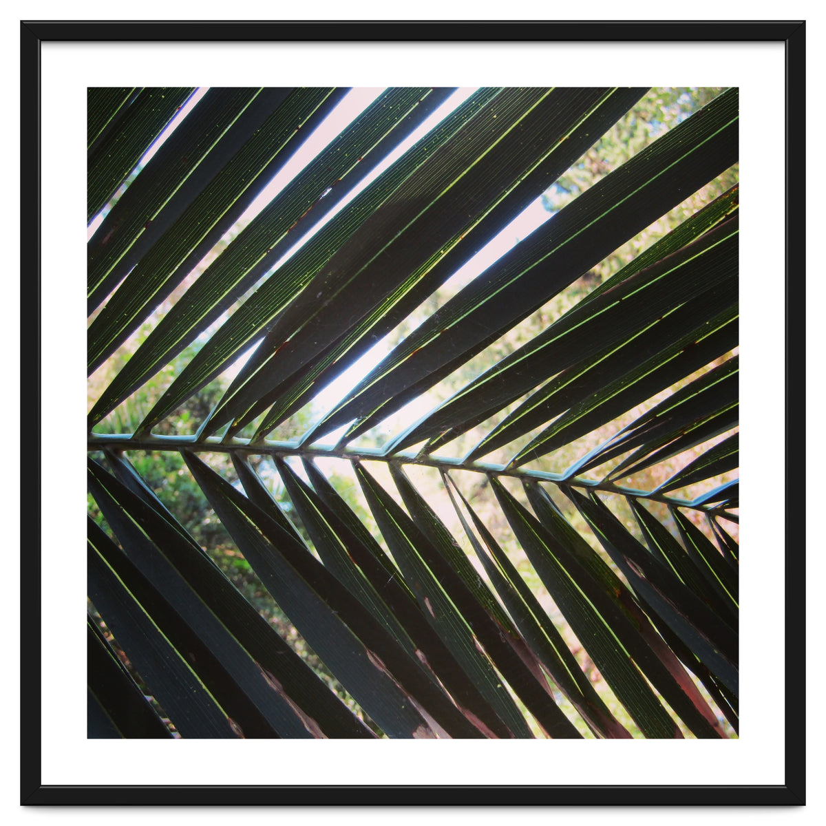 Palm leaf