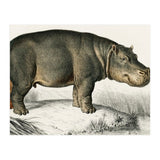 Hippopotamus illustrated (Print Only) thumbnail