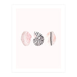 Seashells (Print Only) thumbnail