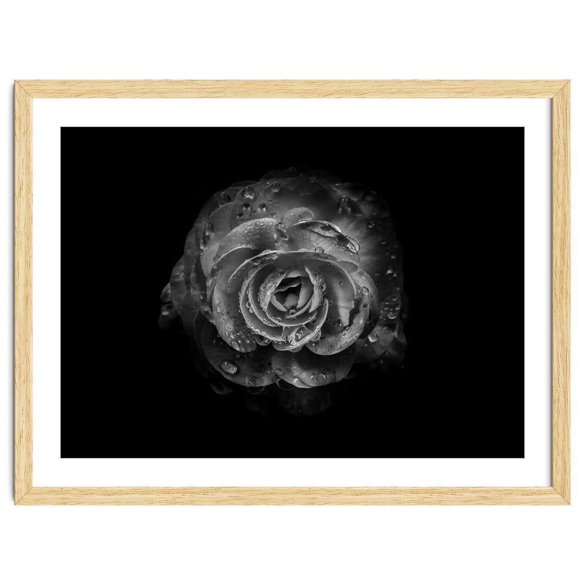 Backyard Flowers In Black And White No 64