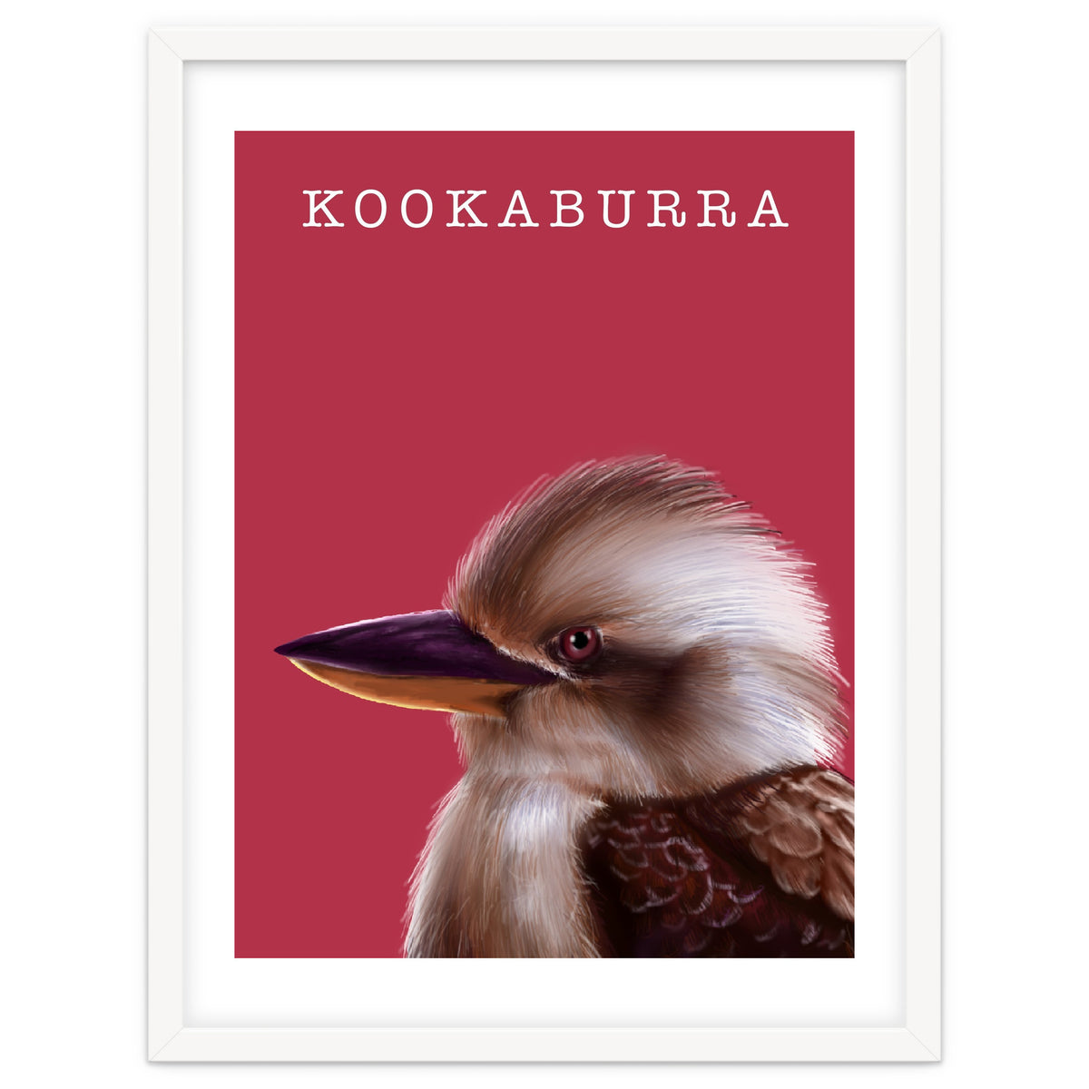 Kookaburra