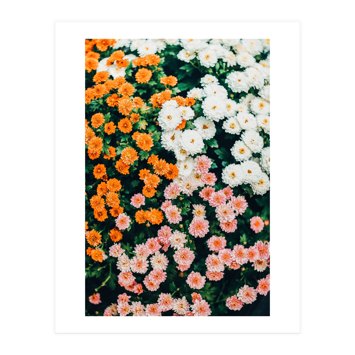 In My Garden (Print Only)