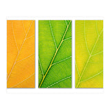 Autumn Leaves (Print Only) thumbnail