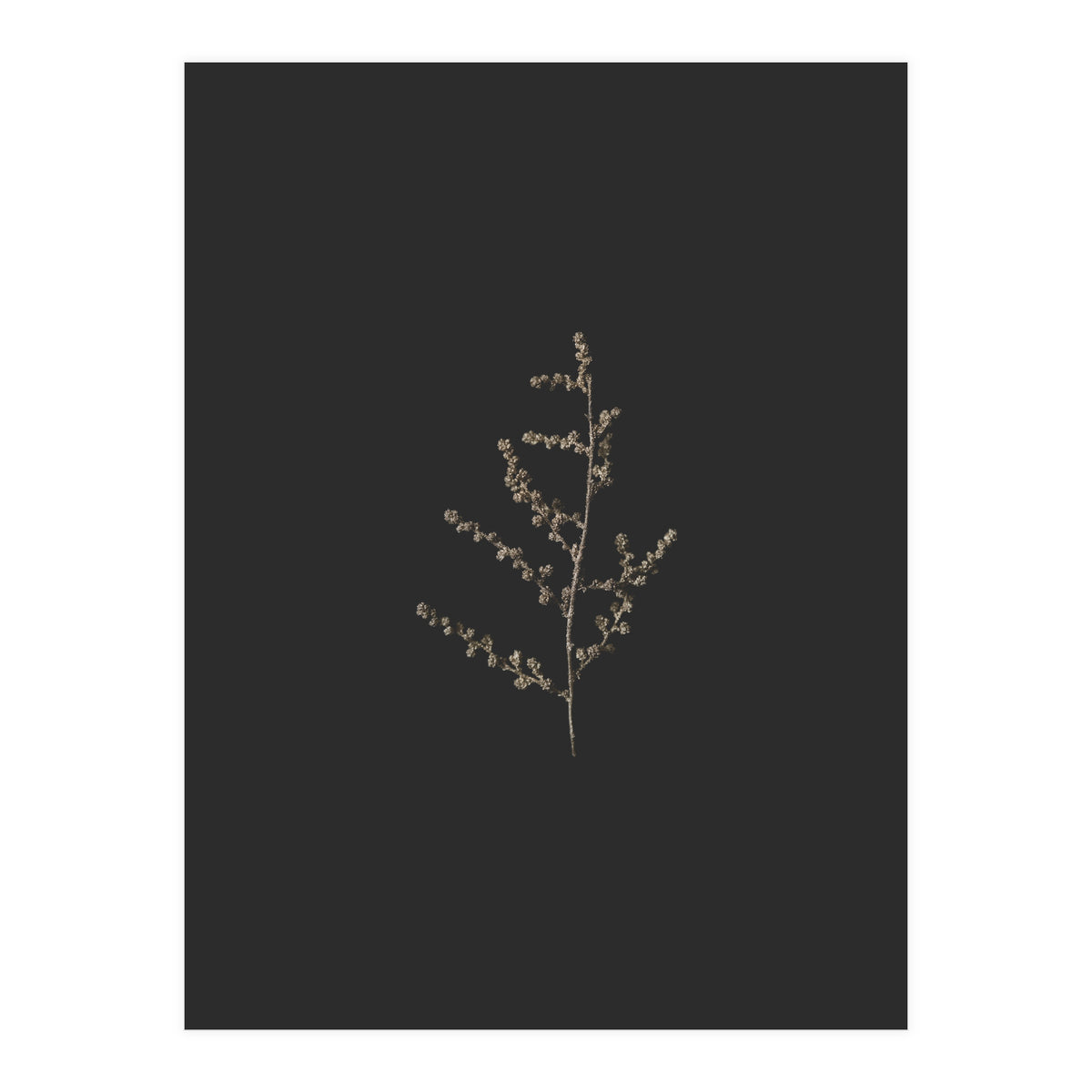 Dainty Botanicals in Gold and Black (Print Only)