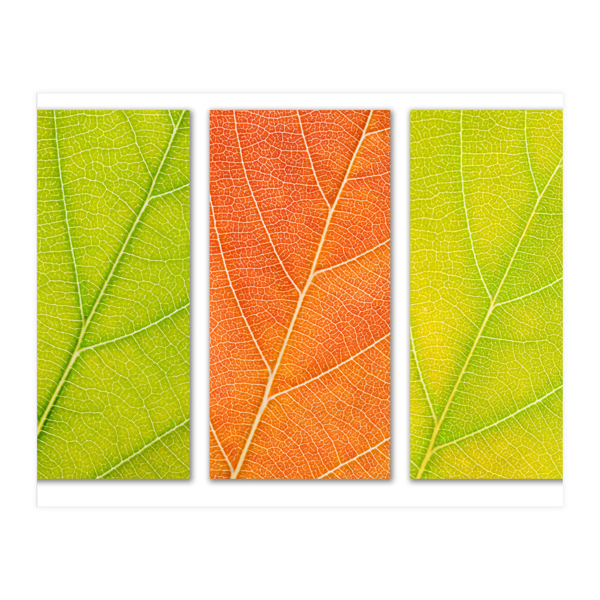Autumn Leaves (Print Only)