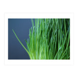 Chives (Print Only) thumbnail