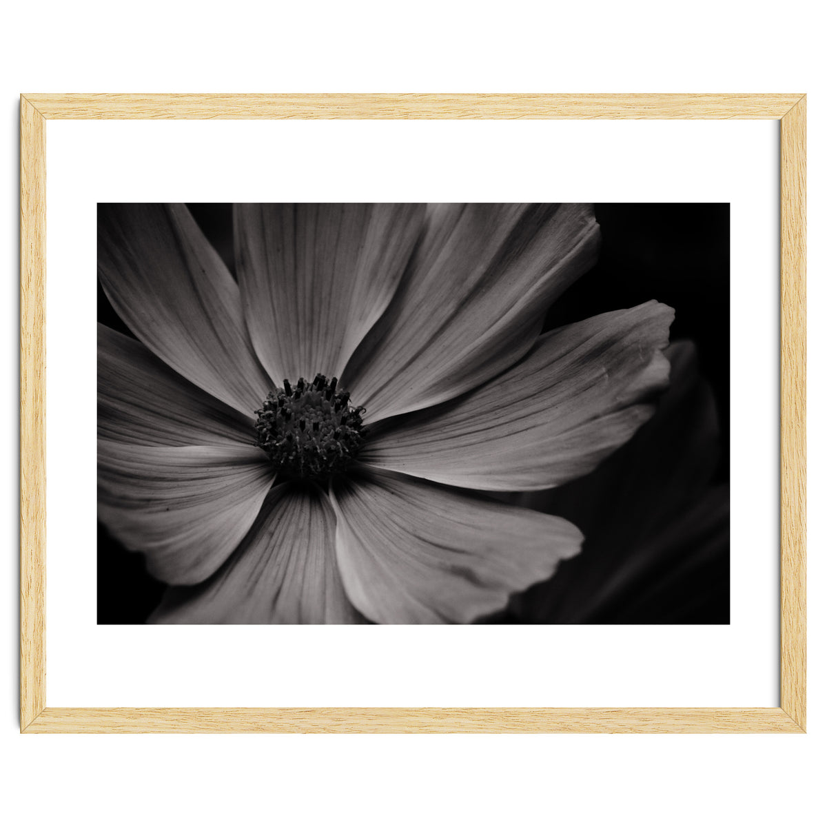 Black And White Flower