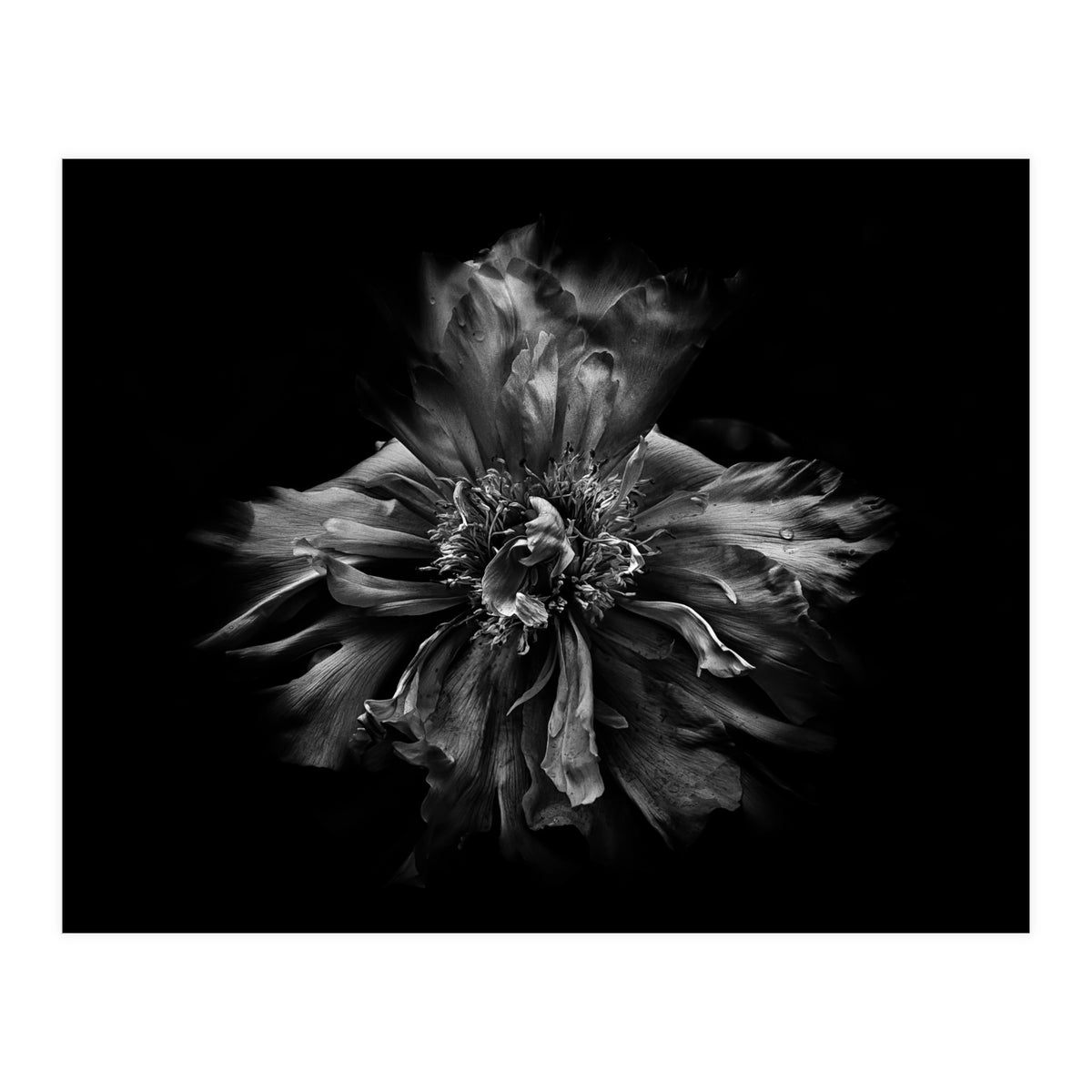 Backyard Flowers In Black And White No 49 (Print Only)