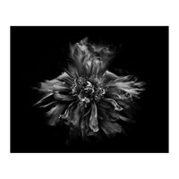 Backyard Flowers In Black And White No 49 (Print Only)
