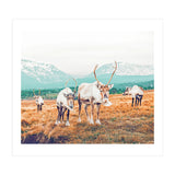 Curious Winter (Print Only) thumbnail