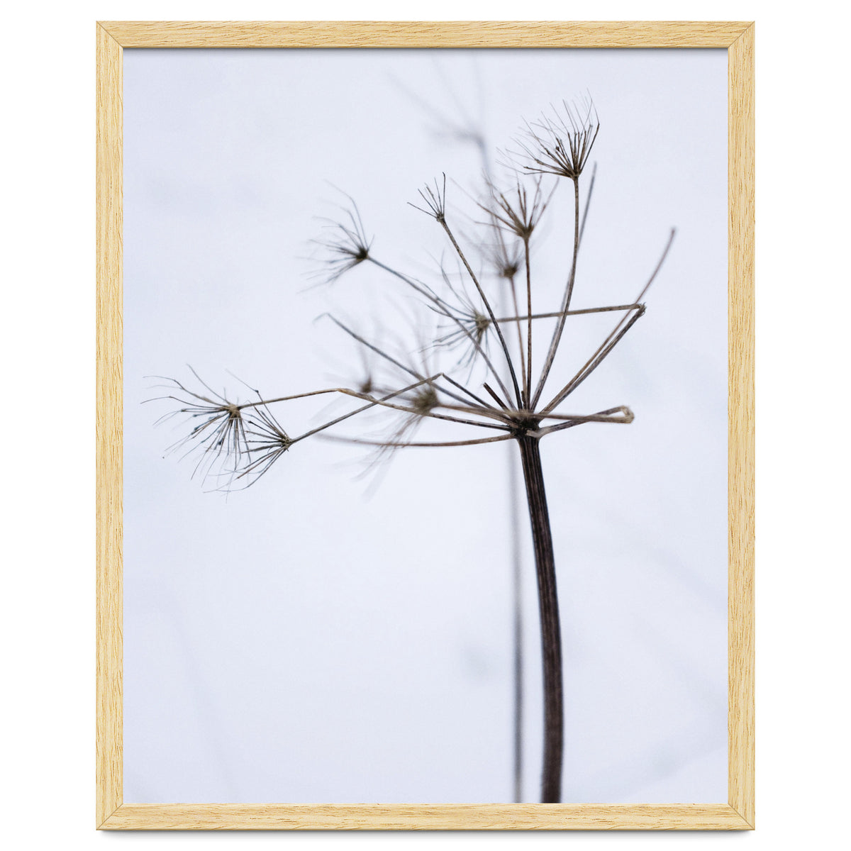 Wildflower in Winter