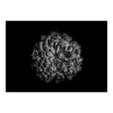 Backyard Flowers In Black And White 48 (Print Only) thumbnail
