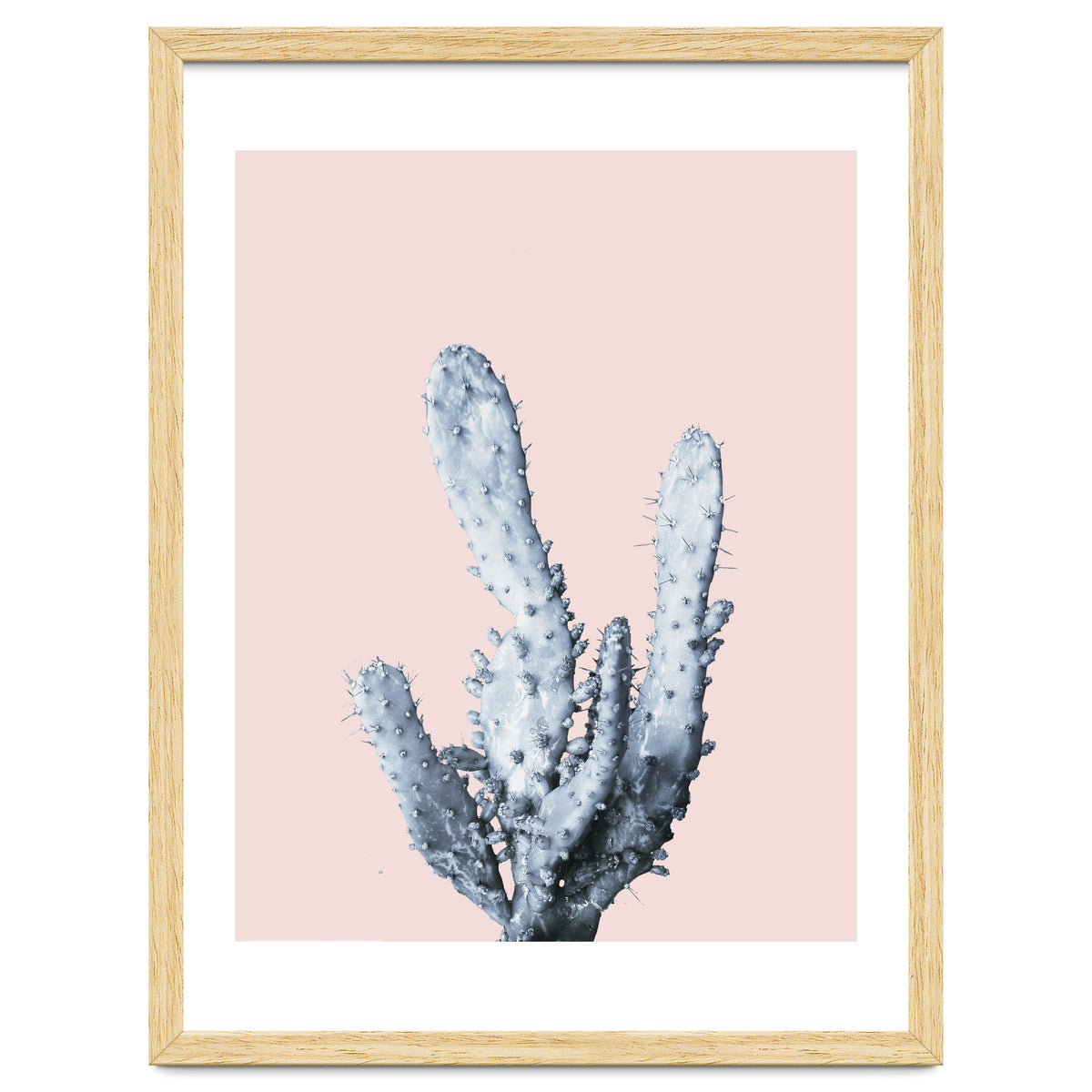 Cactus collection BL-I