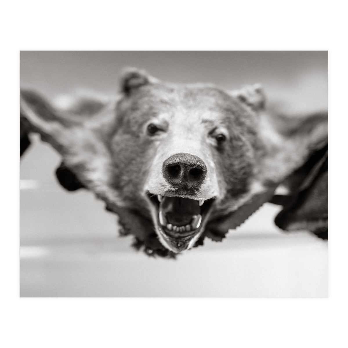 Bear Skin (Print Only)