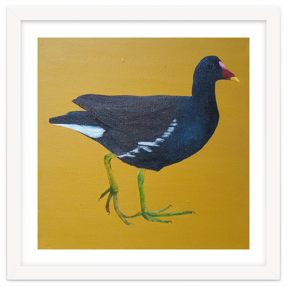 Moorhen