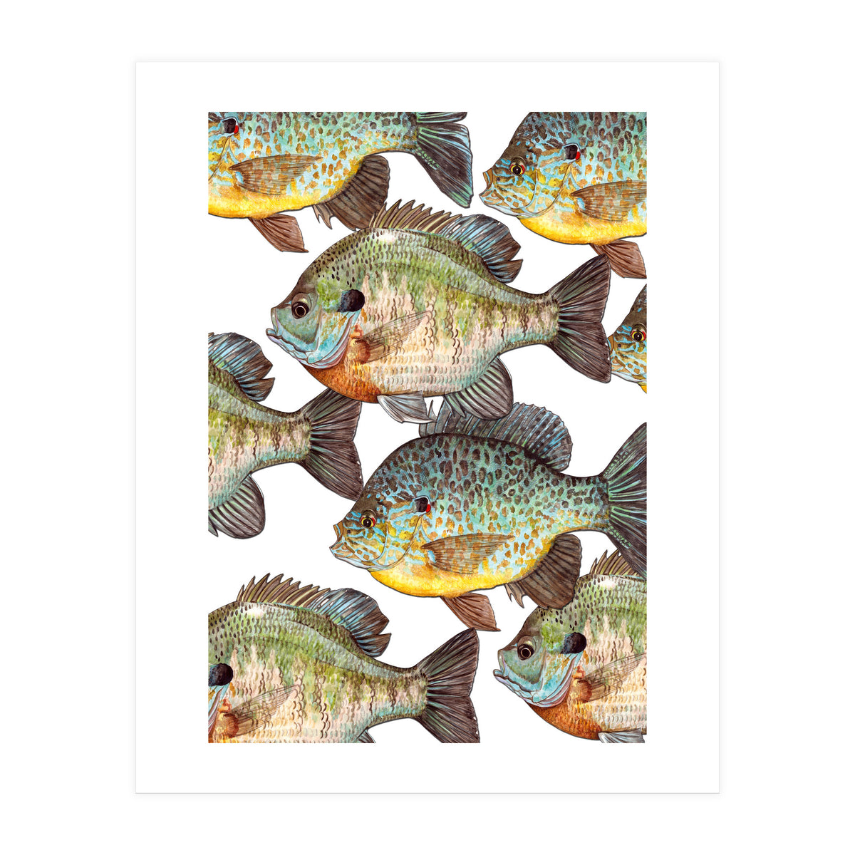 Lake Sunfish (Print Only)