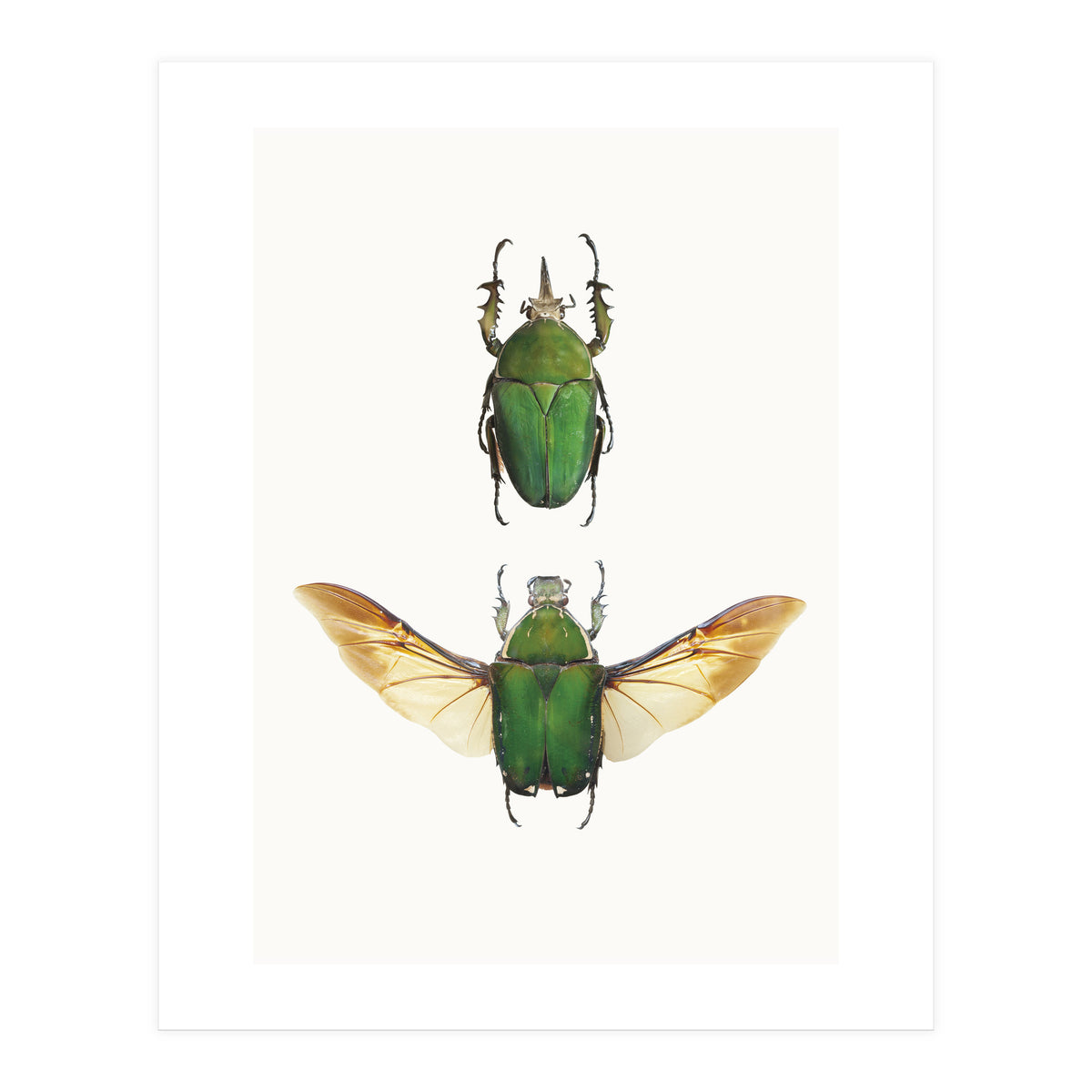 Cc Insects 02 (Print Only)