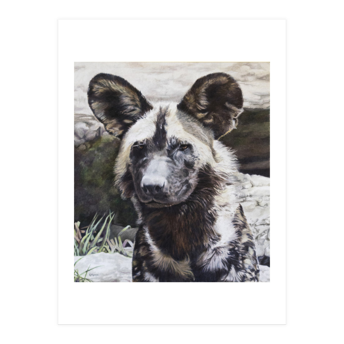 African Painted Dog II (Print Only)